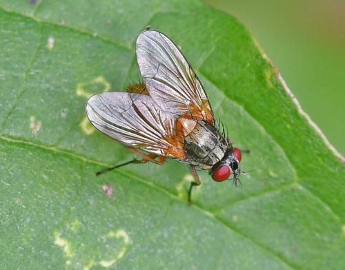 Réf. 348 860 : Mydaea corni